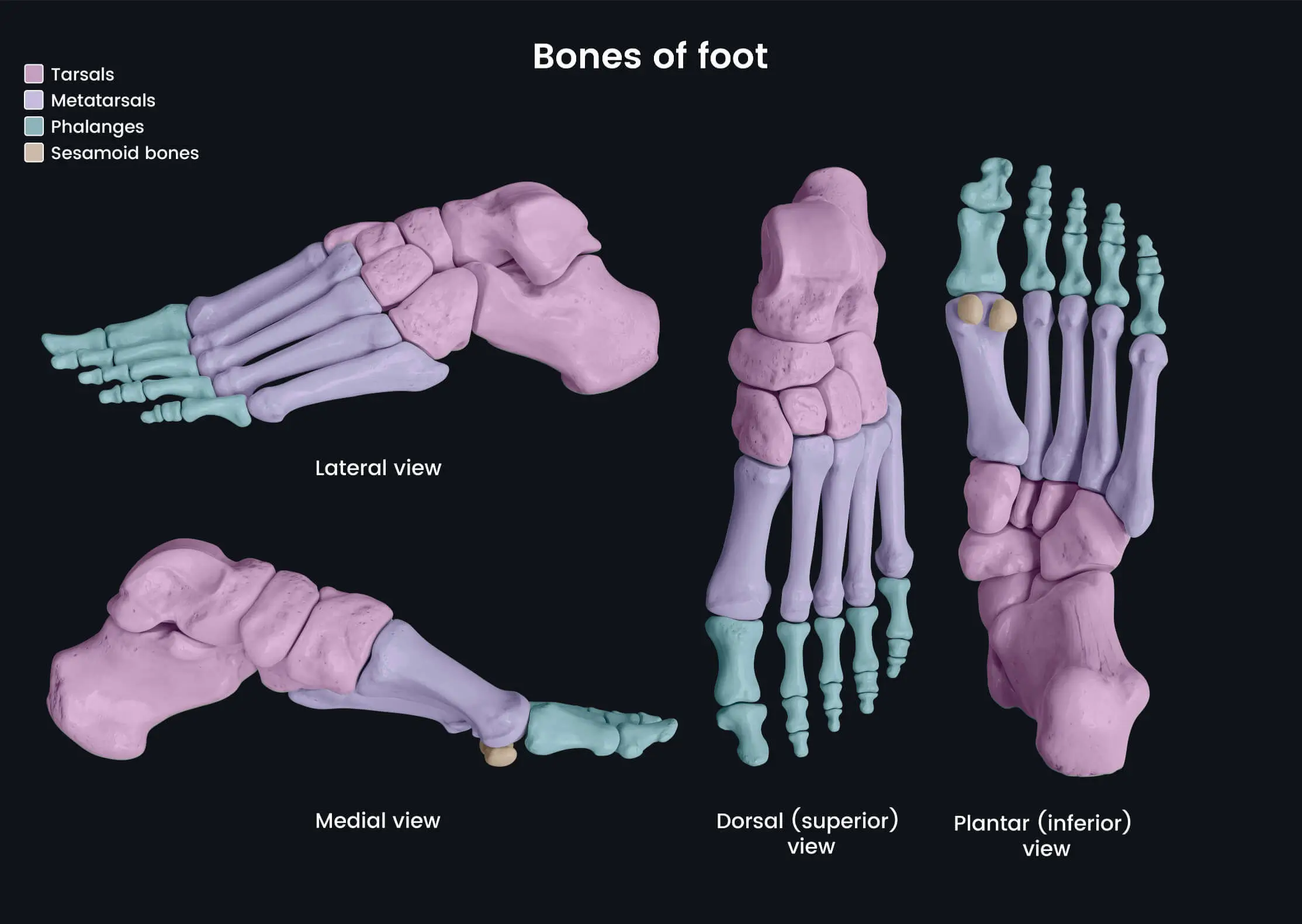 Bones of the Foot