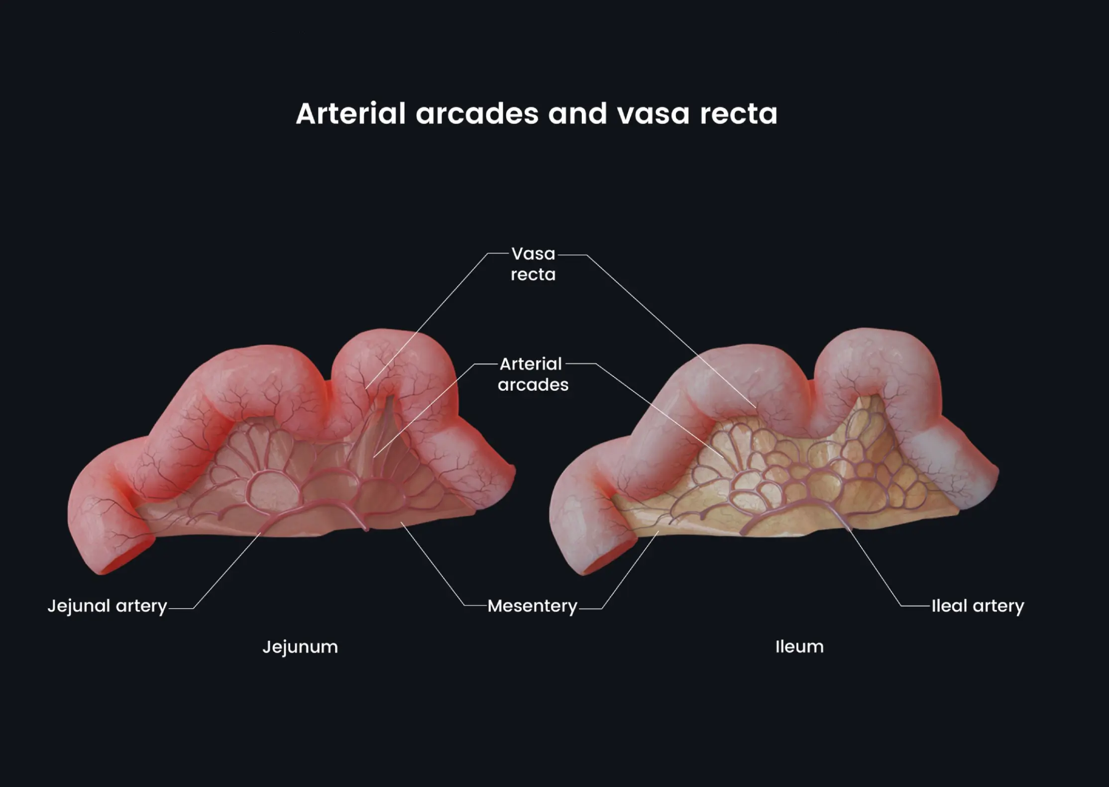 Arterial Arcades and Vasa Recta