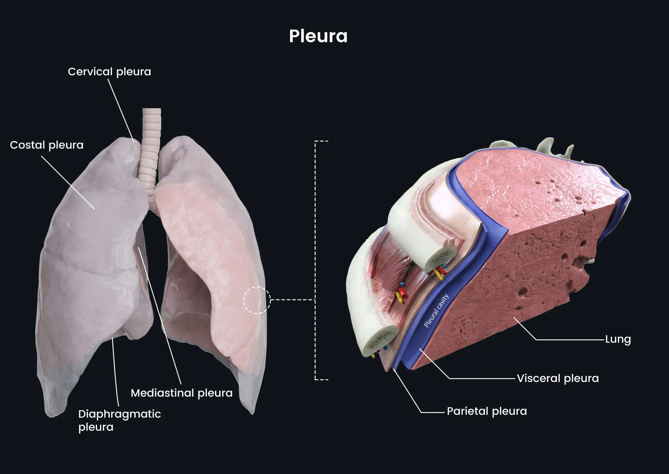 Lung, Pleura & Intercostal Neurovascular Bundle