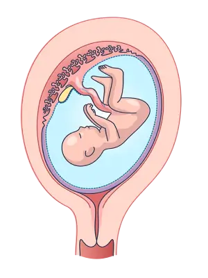 Embryology