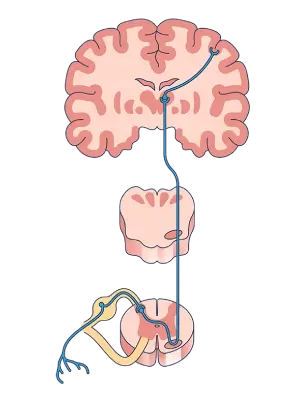 Neuroanatomy